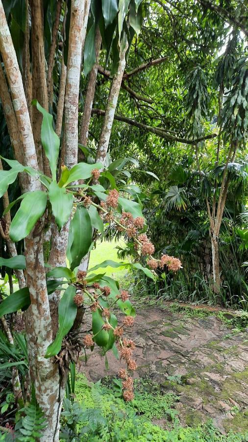 帕科蒂Sitio Alto Da Montanha - Voce Em Paz Com A Natureza别墅 外观 照片